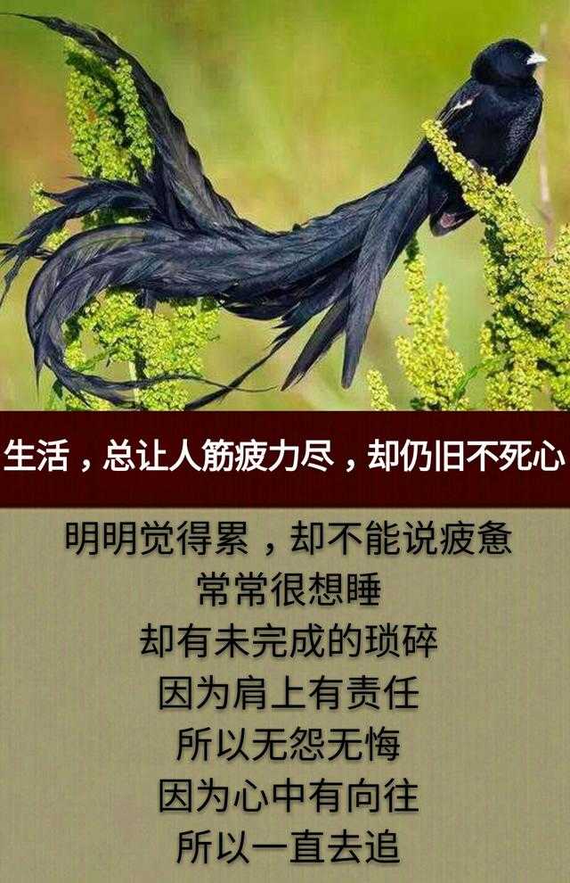 人踩人，人骗人，人算人；看不透的虚伪，说不出的心累！