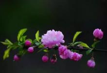 桃花红杏花白