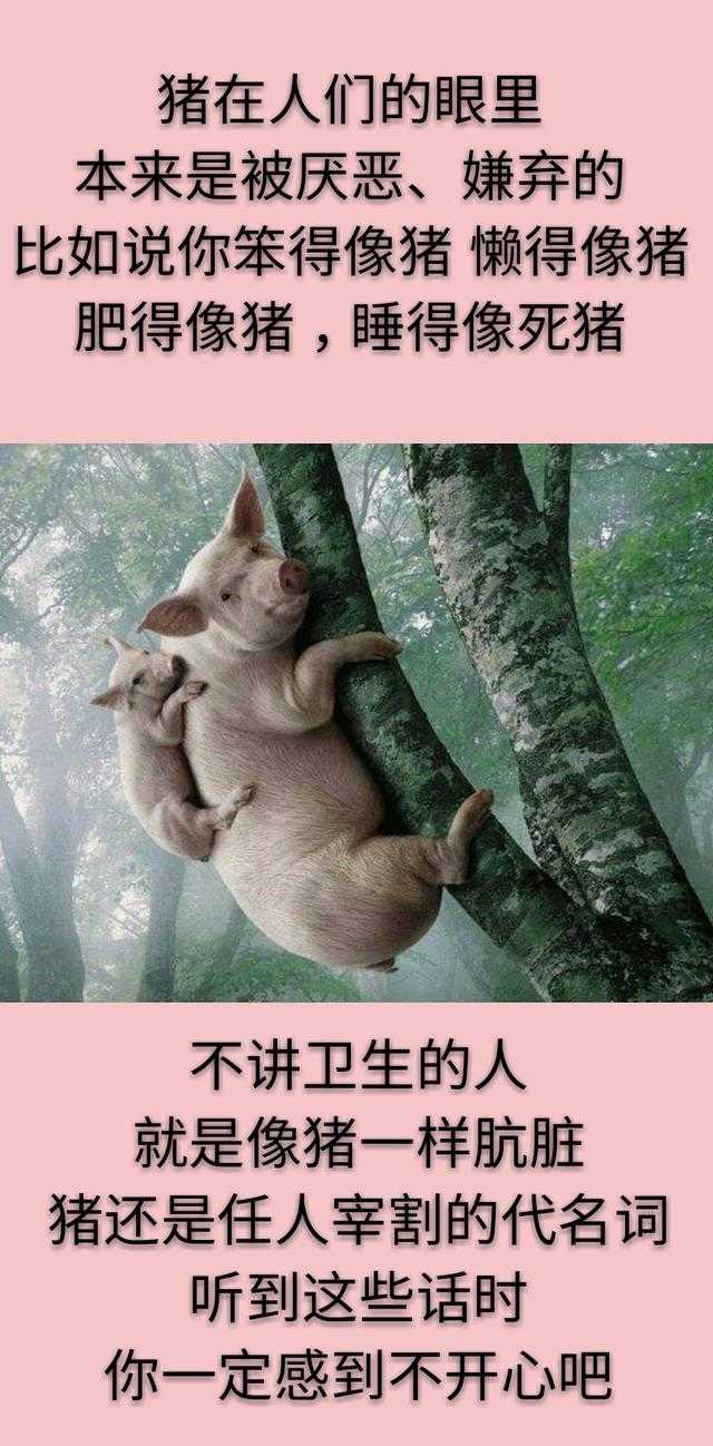 你身边有叫你“猪”的人吗？如果有，请不要辜负！