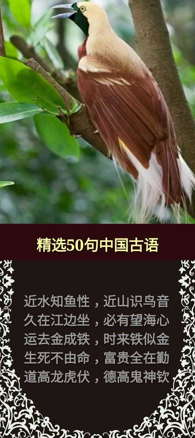 草，有根；话，有因；酒，红面；钱，黑心「句句精辟，值得收藏」