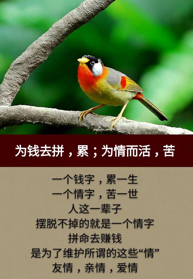 这一生，为钱而拼，累累累；这一世，为情而活，苦苦苦！