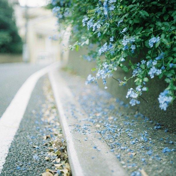 闲看花开 静待花落