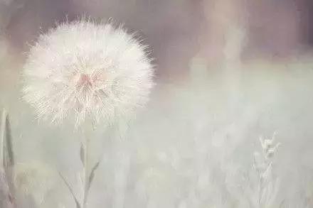 爱是一场茶靡的花事，花开不相见，花落更别离