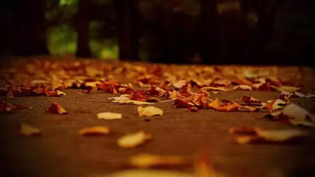 老榆树下