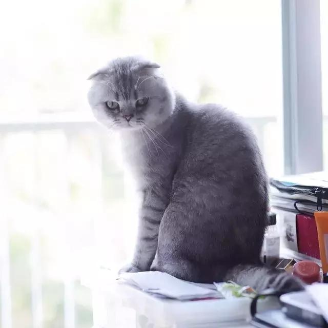 做女当做猫女