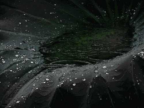 这个秋夜，有雨敲窗