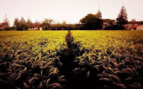 涵 养(写的真好)