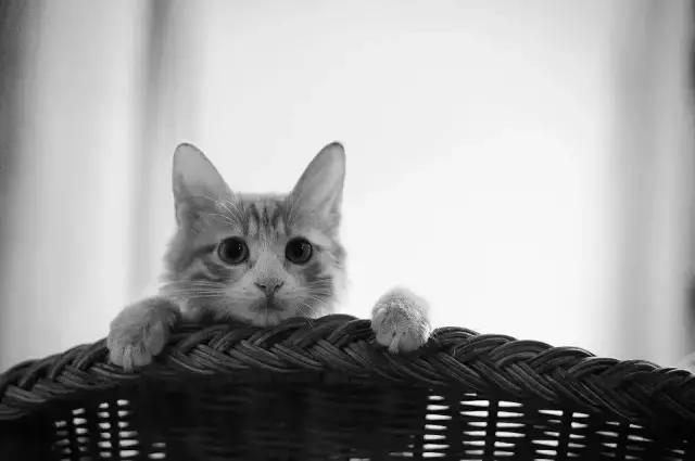屋檐下的猫妈妈