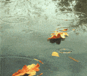 秋雨，恰织离愁