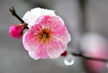 梅与雪的重逢